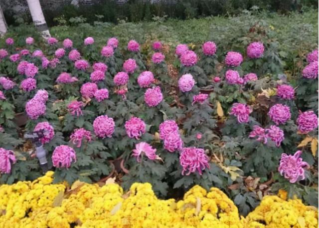 《柳叶刀》：中国因饮食问题，导致的癌症及心血管死亡率排在第一