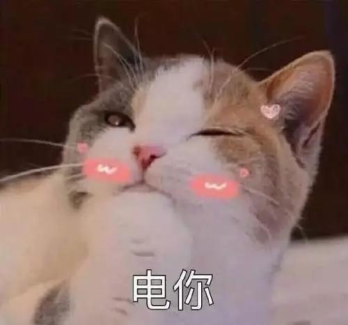 猫咪的品种