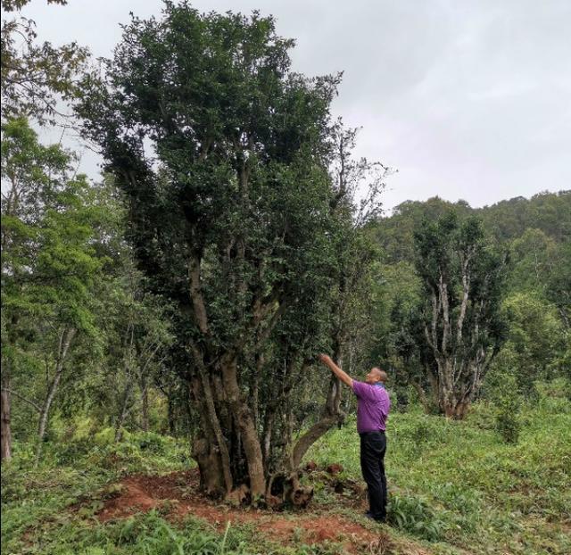 绿春玛玉茶 绿春玛玉茶（绿春玛玉茶的市场状况） 生活