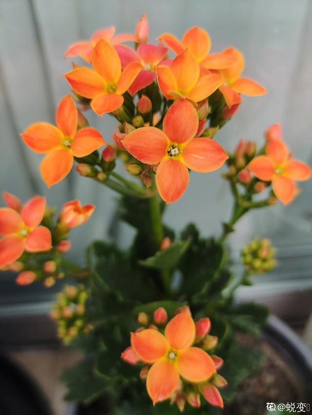 长寿花 长寿花（长寿花不开花光长叶子是什么原因） 生活