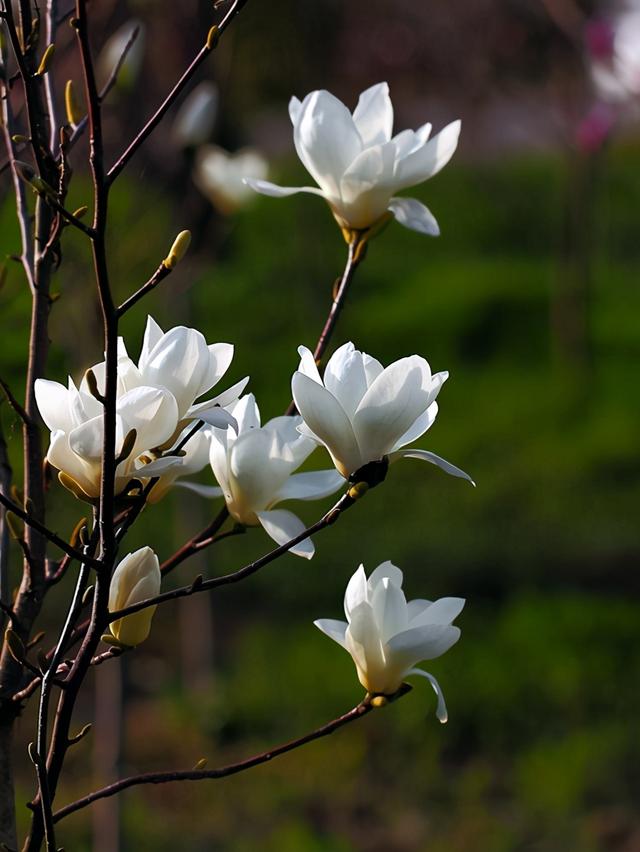 玉兰花 玉兰花（玉兰花园） 生活