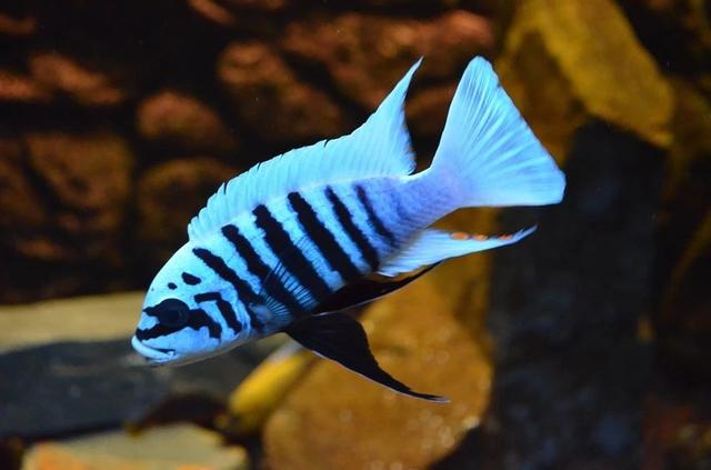 慈鲷(慈鲷科) | 伯乐创业网