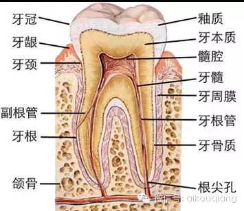 口腔牙齿图片大全图解