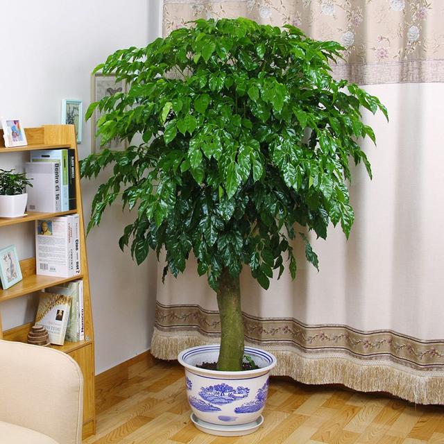 花卉种类
