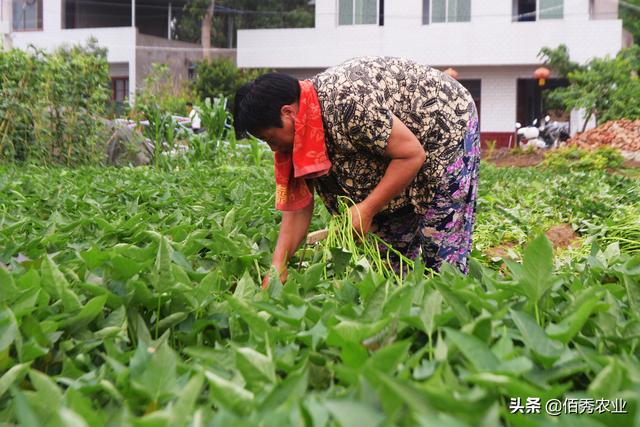 农民种植红薯，发生**虫危害咋防治，添加磷酸二氢钾有啥道理？4