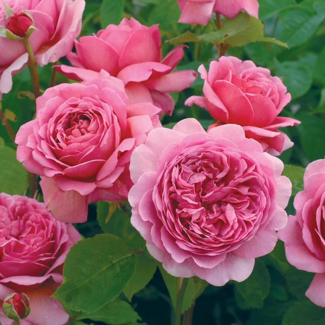 月季花品种