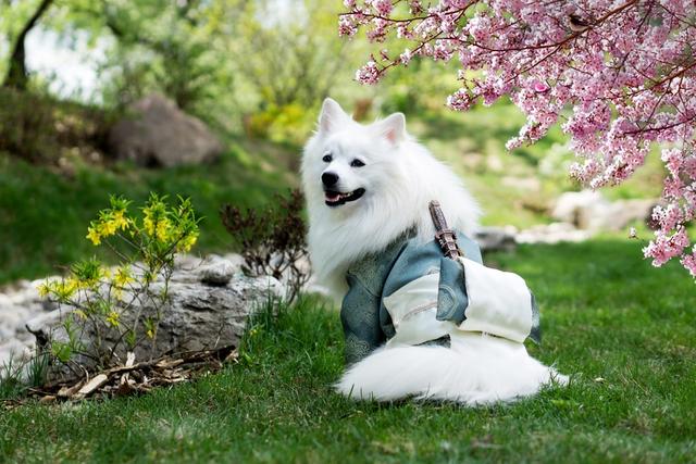 爱斯基摩犬