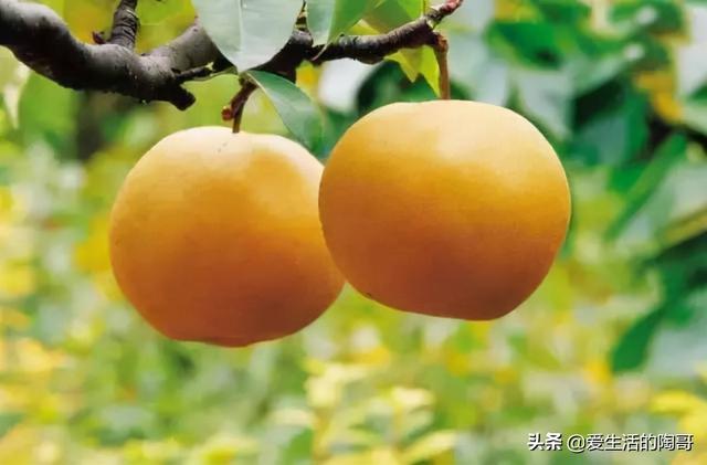 秋天养生，吃秋菜，尝秋果，饮秋汤，喝秋茶，秋冬少生病，身体好