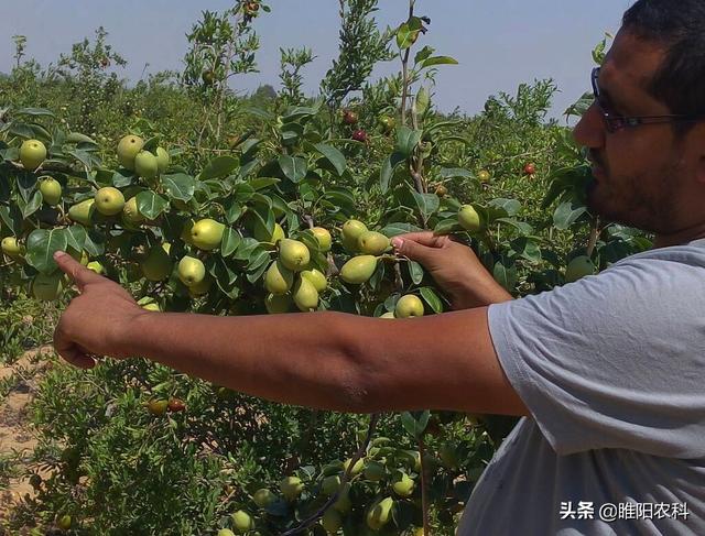 果树用这个保花膨果剂，花前花后喷2遍，可完全代替人工授粉4