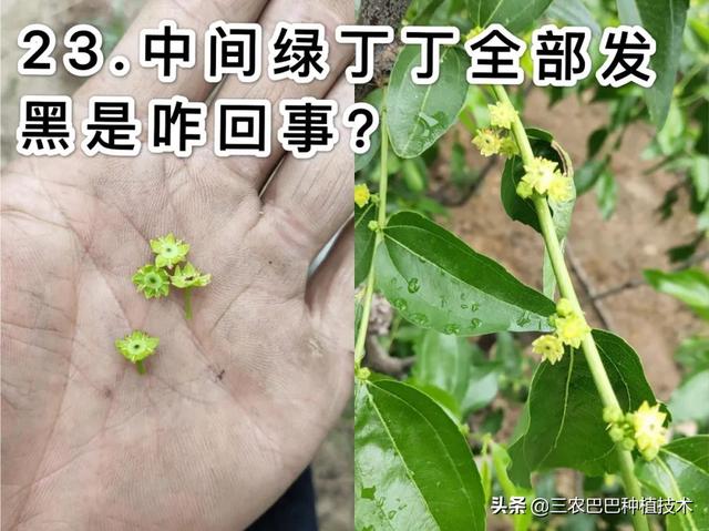 冷棚冬枣二膜蕾有点小，打了一次蕾果保，下次打啥药生蕾壮蕾？1