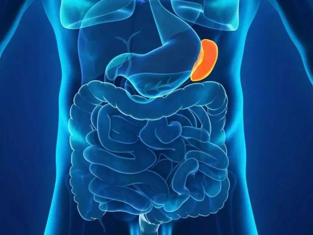 脾胃不适该选用哪种药物？人参健脾丸和人参归脾丸需对症下药