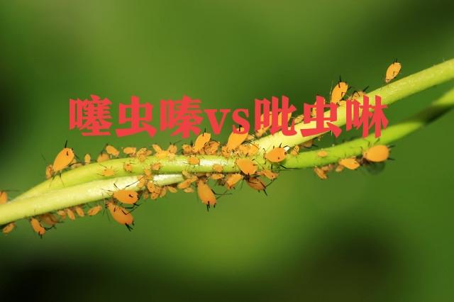 农业科普：噻虫嗪和吡虫啉有何区别？防治蚜虫是该选择谁？