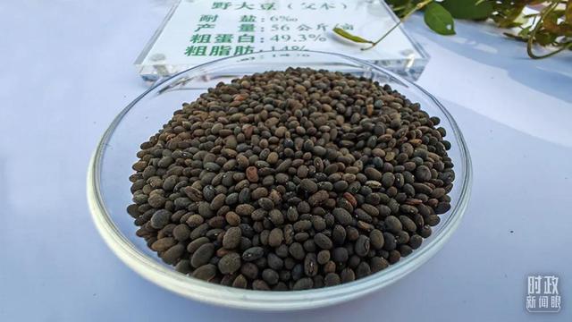 黄河下游南展北分工程