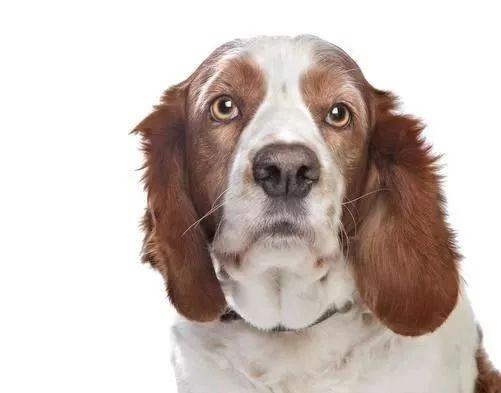 英国跳猎犬