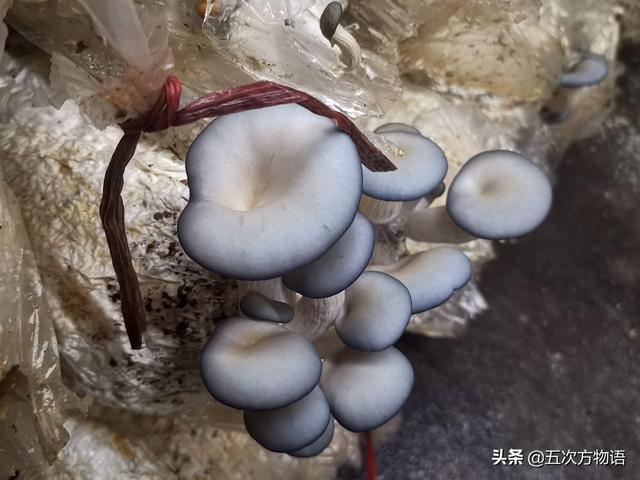 蘑菇的种类