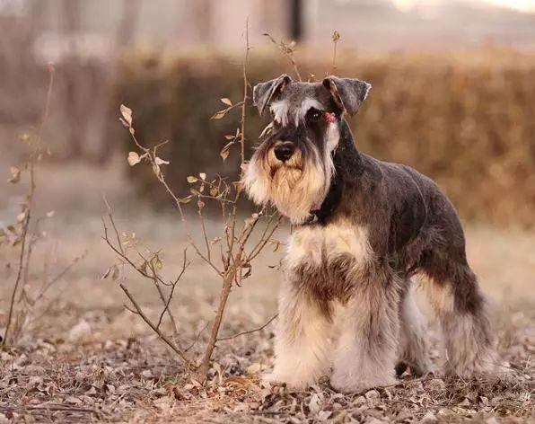 世界名犬图片