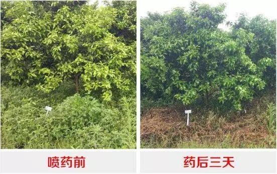 这3种除草剂，草铵膦、草甘膦、敌草快怎样用除草效果才最好？3