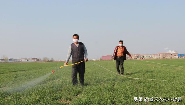 麦地里的节节麦杂草难防治？选对药物、找准时机、用对方法并不难13