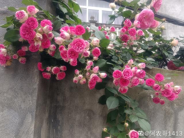 月季花栽培