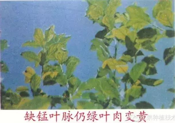 图文详解：苹果树常见8种缺素症表现+防治17