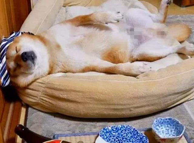 狗狗太吃饱了会怎样(狗狗怎样表现是吃饱了)-艾拉养犬