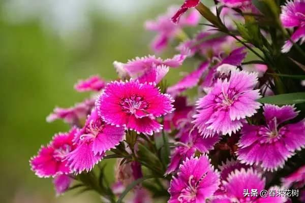 春夏秋冬各开什么花