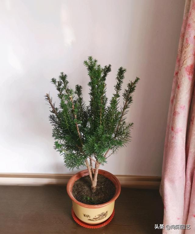 红豆杉果子 红豆杉果子（红豆杉果子泡酒功效） 生活