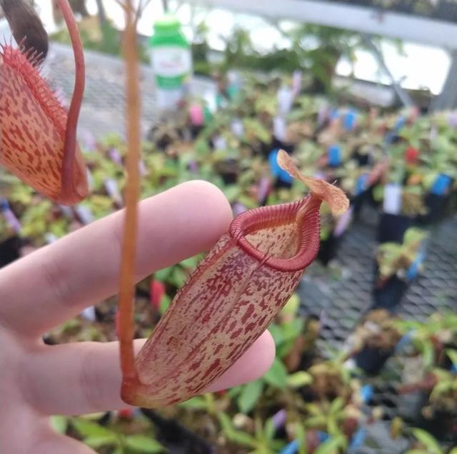 猪笼草 猪笼草（猪笼草简笔画） 生活