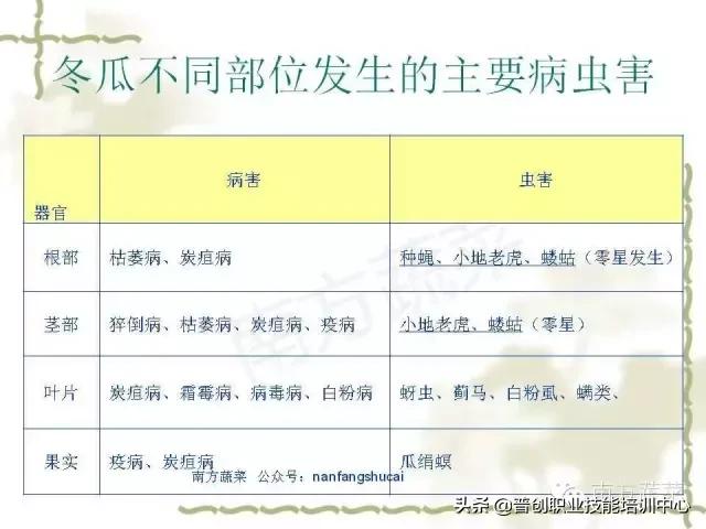 【作物病害】冬瓜常见病害识别及防治大全（推荐收藏）5