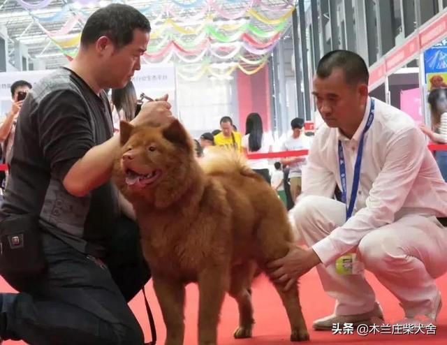 唐犬 唐犬（中华唐犬） 动物