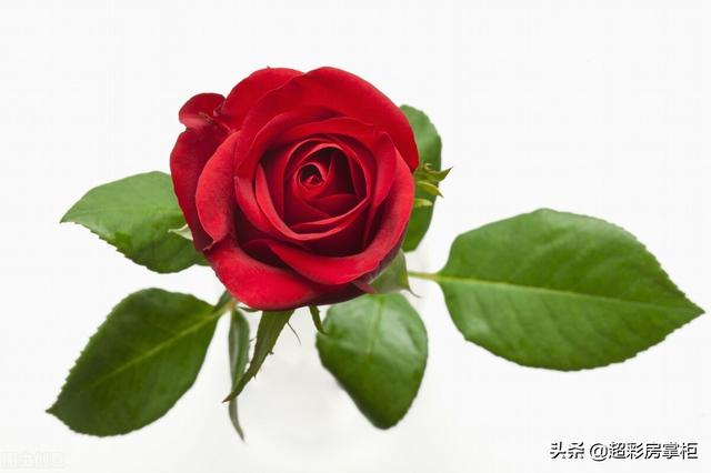 七朵玫瑰代表什么