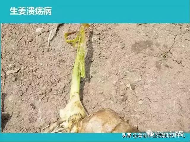 「生姜植保」生姜病虫害图谱以及防止办法（姜农必看！）13