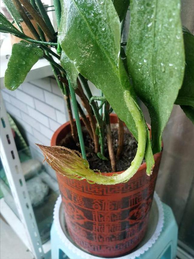 昙花图片