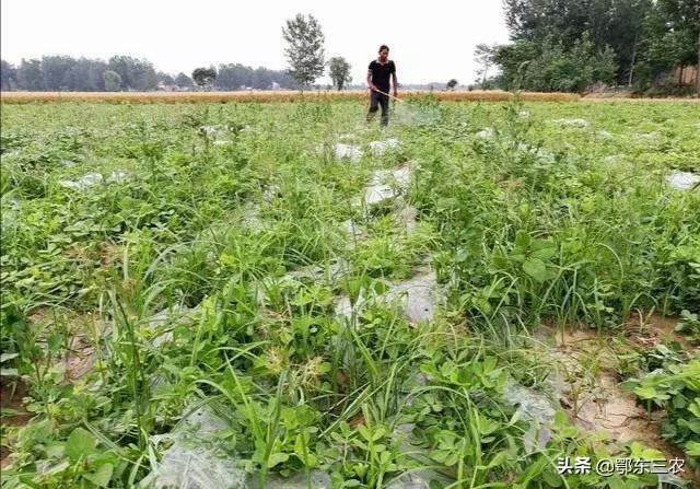 花生地里恶性杂草香附子，怎样灭除效果好，无药害？2