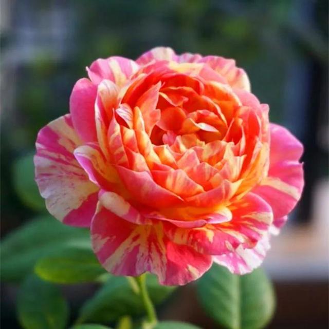 月季花品种