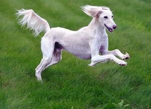 saluki