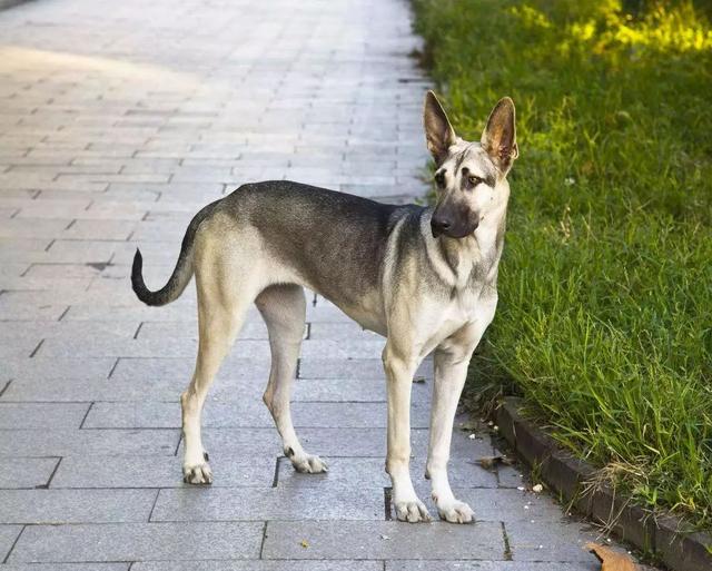 板凳狗,我国哪种狗可以打得过比特犬(板凳狗灭绝了吗)