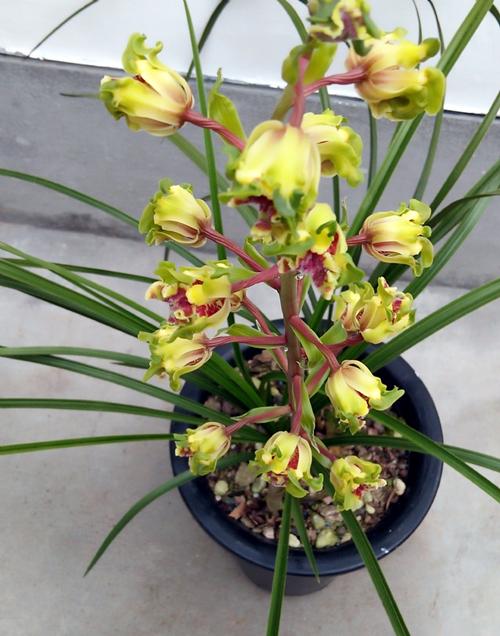 蕙兰五个必养品种(蕙兰五个必养品种是什么)