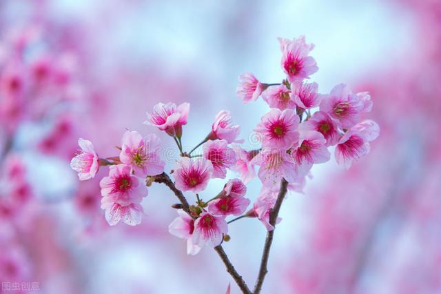 桜   (桜字怎么读)