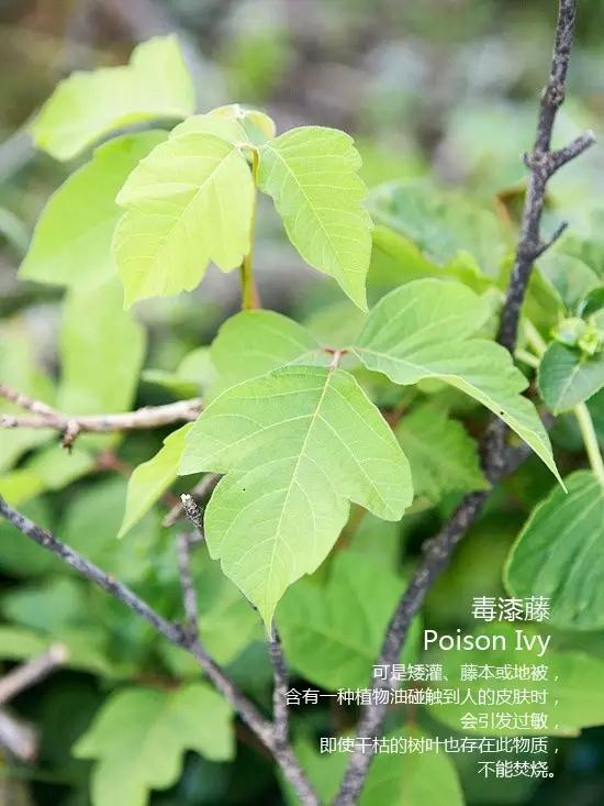 西瓜栽培技术之五：西瓜田杂草化学防除技术（附常见杂草高清图）22