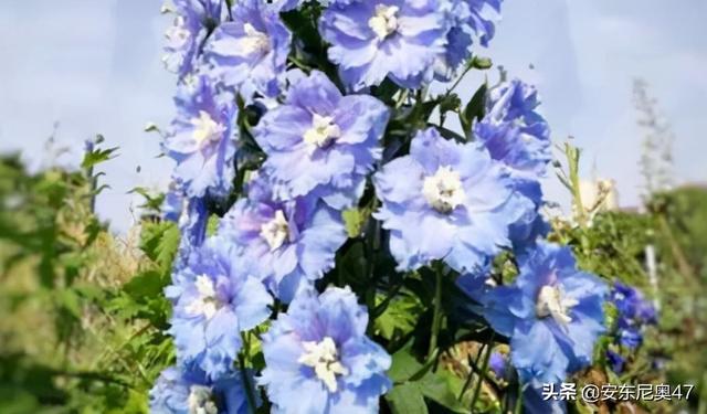 世界上最表里不一的植物 Kks資訊網