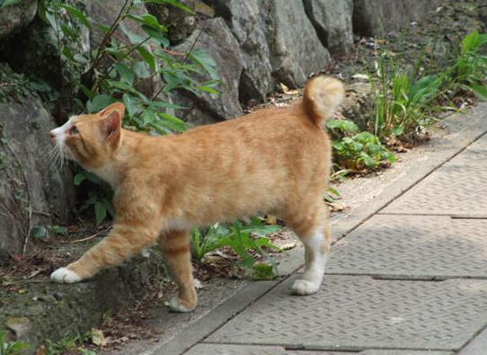 麒麟猫 麒麟猫（麒麟猫图片） 动物