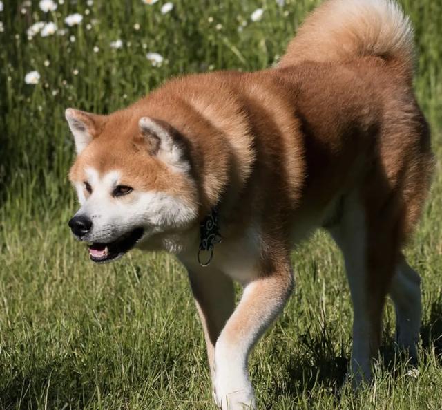 白金汉宫边境牧羊犬