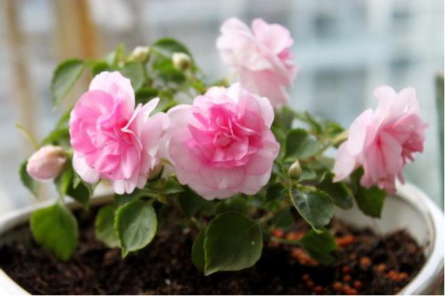 非洲凤仙花 非洲凤仙花（非洲凤仙花花期） 生活