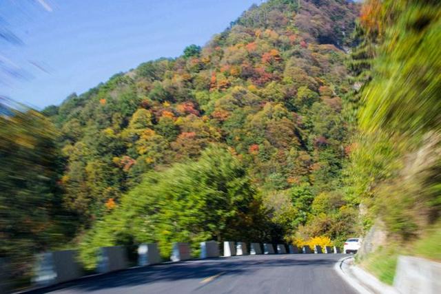 寻访秦岭苦竹沟，灌满浆汁的烂红野果和山货挂满枝头，都无人采摘4