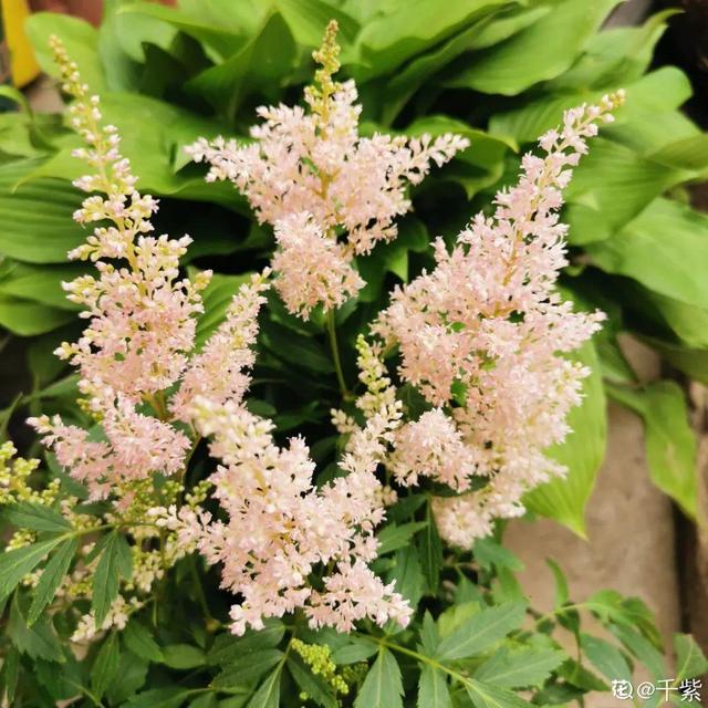 夏天的花 夏天的花（夏天的花卉） 生活