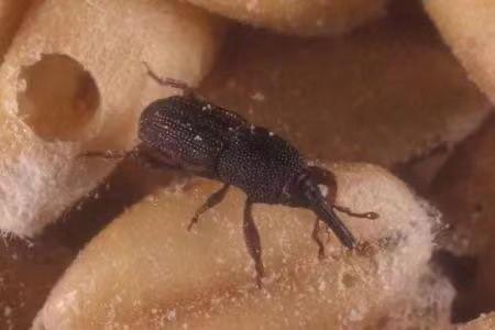 米袋里凭空出现的甲虫，你吃的每碗饭都可能含有它们的虫卵3