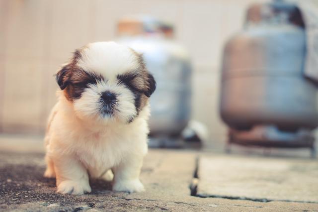 犬瘟能治好吗