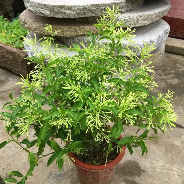 驱蚊香草