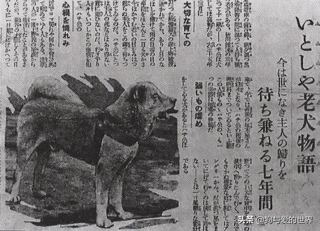 八公犬